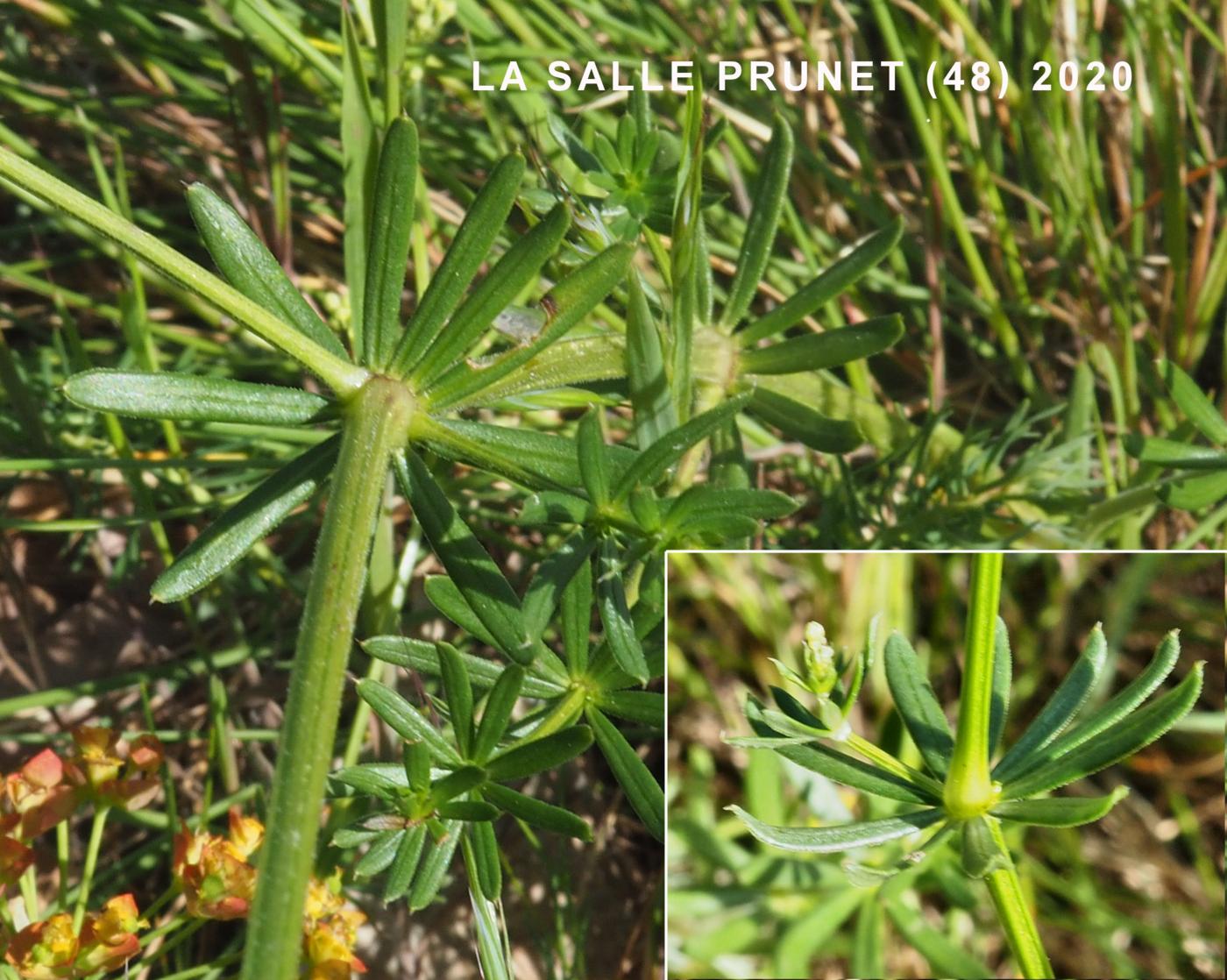 Bedstraw, Great Erect Hedge leaf